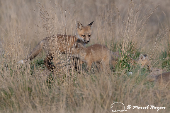 Red fox (Vulpes vulpes) kits, Montana, USA