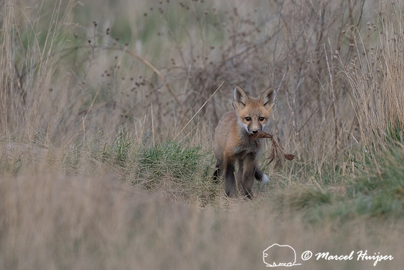 Red fox (Vulpes vulpes) kits, Montana, USA