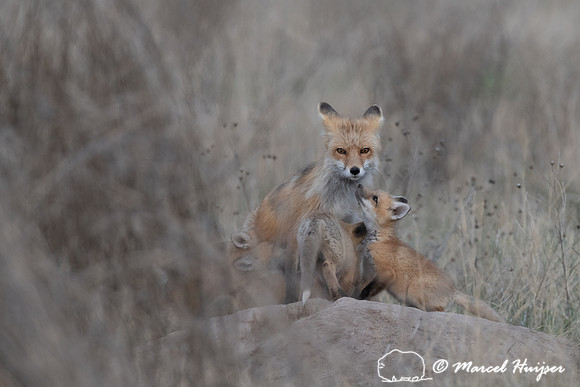 Red fox (Vulpes vulpes) female and kits, Montana, USA