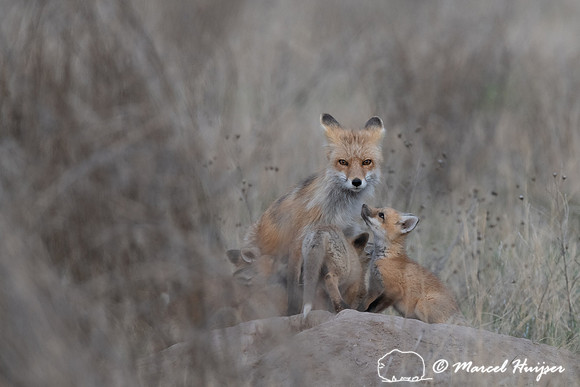 Red fox (Vulpes vulpes) female and kits, Montana, USA