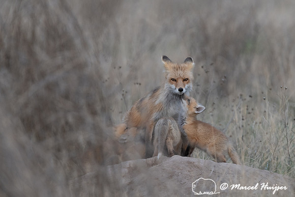 Red fox (Vulpes vulpes) female and kits, Montana, USA