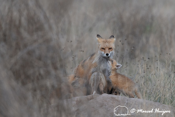 Red fox (Vulpes vulpes) female and kits, Montana, USA