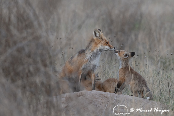 Red fox (Vulpes vulpes) female and kits, Montana, USA