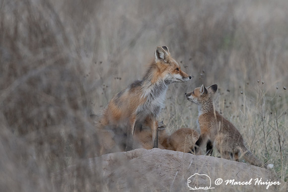 Red fox (Vulpes vulpes) female and kits, Montana, USA