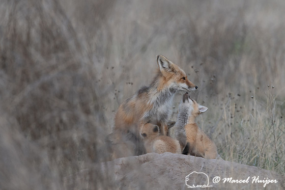 Red fox (Vulpes vulpes) female and kits, Montana, USA