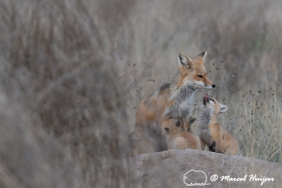 Red fox (Vulpes vulpes) female and kits, Montana, USA