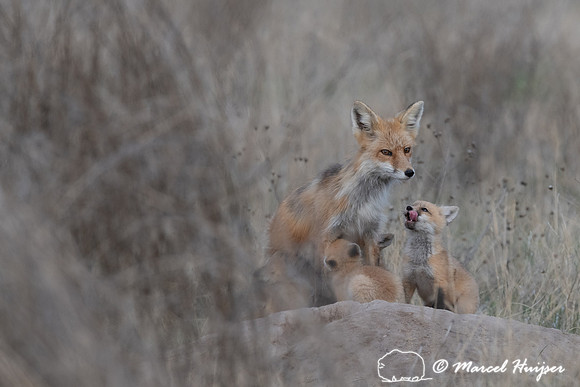 Red fox (Vulpes vulpes) female and kits, Montana, USA