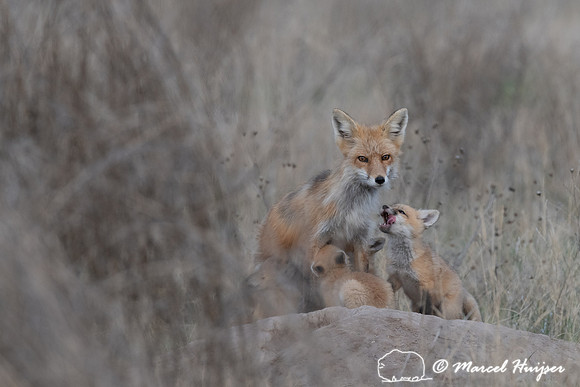 Red fox (Vulpes vulpes) female and kits, Montana, USA