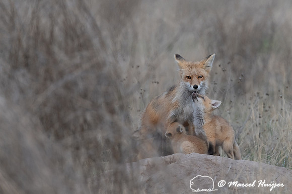 Red fox (Vulpes vulpes) female and kits, Montana, USA