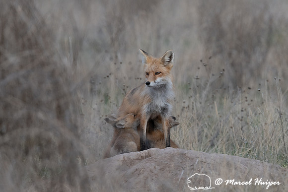 Red fox (Vulpes vulpes) female and kits, Montana, USA
