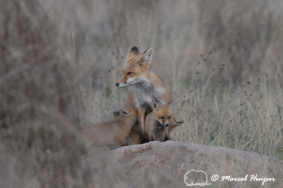 Red fox (Vulpes vulpes) female and kits, Montana, USA