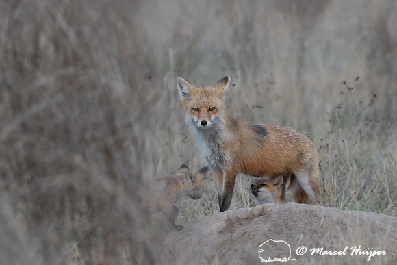 Red fox (Vulpes vulpes) female and kits, Montana, USA