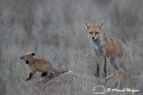 Red fox (Vulpes vulpes) female and kits, Montana, USA
