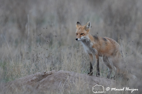 Red fox (Vulpes vulpes) female, Montana, USA