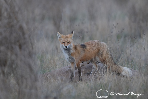 Red fox (Vulpes vulpes) female and kits, Montana, USA