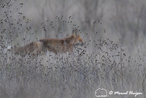 Red fox (Vulpes vulpes) male, Montana, USA