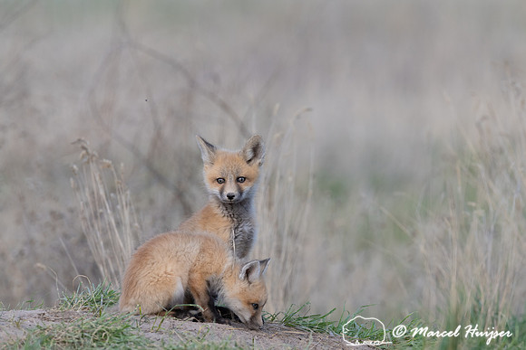 Red fox (Vulpes vulpes) kits, Montana, USA