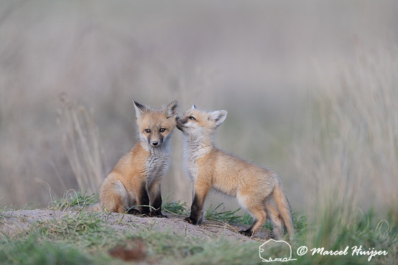 Red fox (Vulpes vulpes) kits, Montana, USA