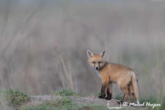 Red fox (Vulpes vulpes) kits, Montana, USA