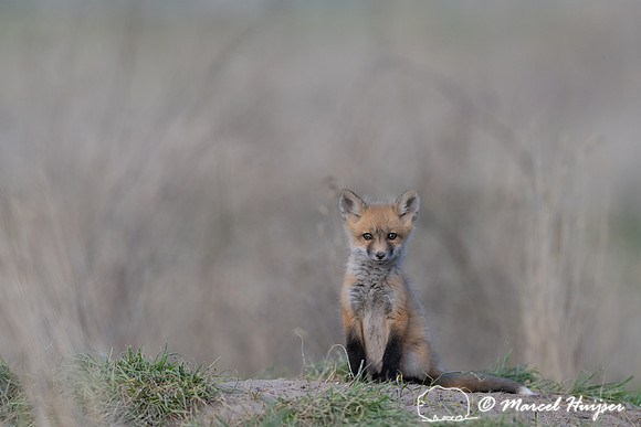 Red fox (Vulpes vulpes) kits, Montana, USA
