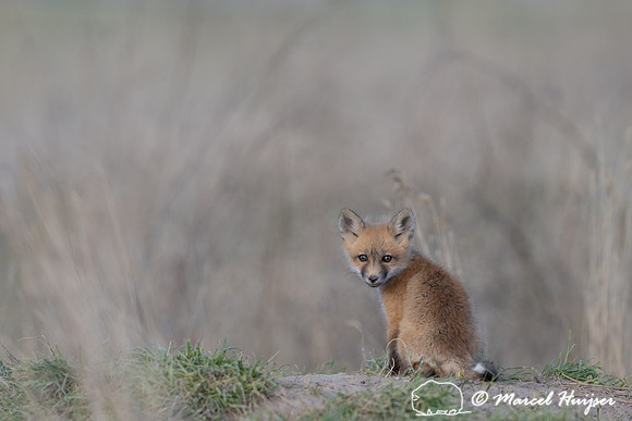 Red fox (Vulpes vulpes) kits, Montana, USA