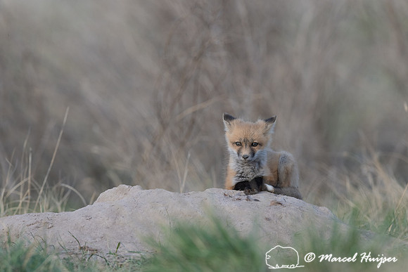 Red fox (Vulpes vulpes) kits, Montana, USA