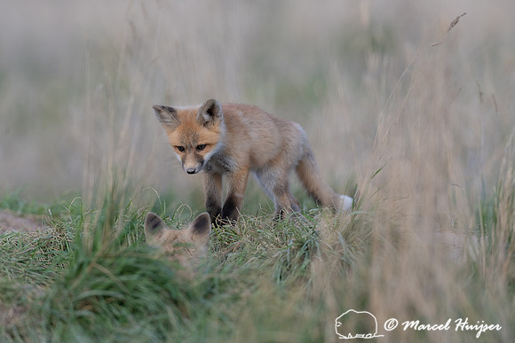 Red fox (Vulpes vulpes) kits, Montana, USA