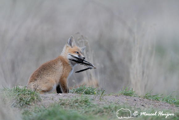 Red fox (Vulpes vulpes) kits, Montana, USA