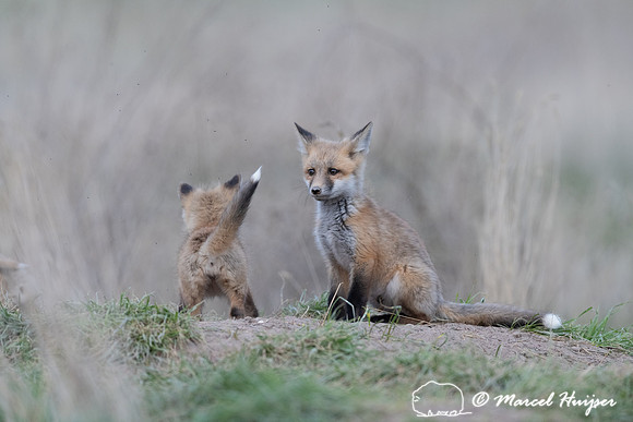 Red fox (Vulpes vulpes) kits, Montana, USA
