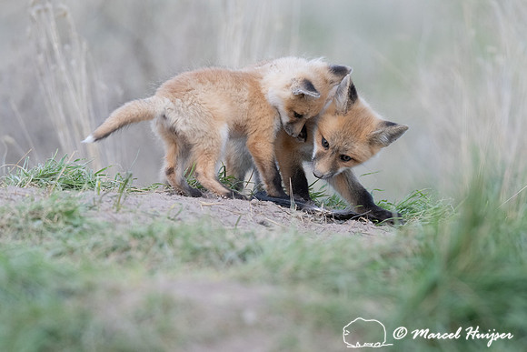 Red fox (Vulpes vulpes) kits, Montana, USA