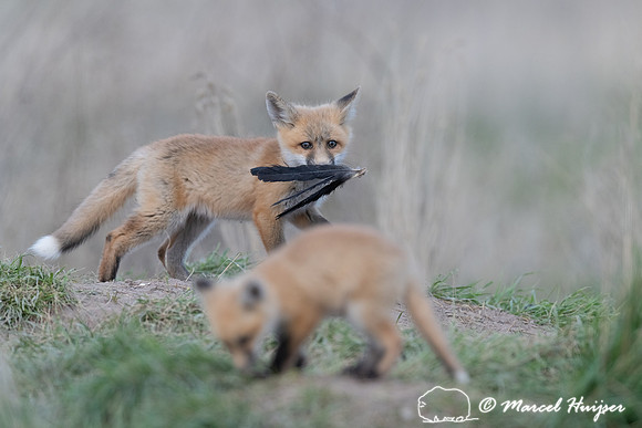 Red fox (Vulpes vulpes) kits, Montana, USA