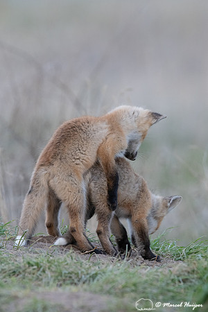Red fox (Vulpes vulpes) kits, Montana, USA
