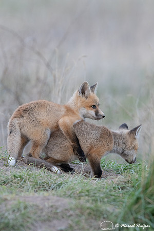 Red fox (Vulpes vulpes) kits, Montana, USA