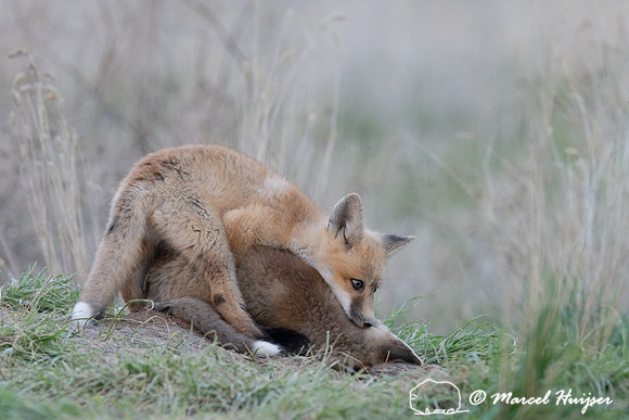 Red fox (Vulpes vulpes) kits, Montana, USA