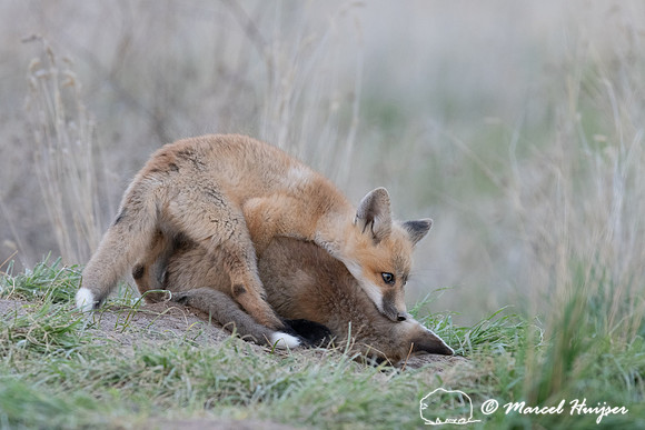 Red fox (Vulpes vulpes) kits, Montana, USA