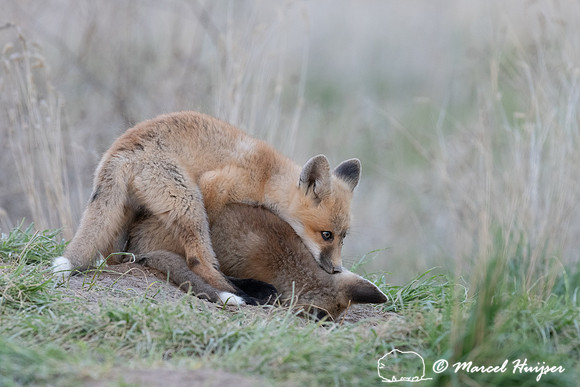 Red fox (Vulpes vulpes) kits, Montana, USA
