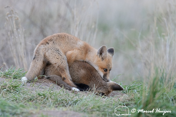 Red fox (Vulpes vulpes) kits, Montana, USA