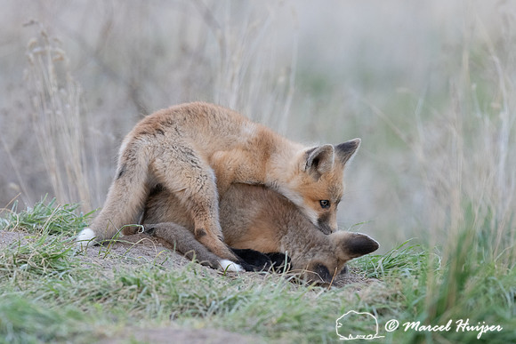 Red fox (Vulpes vulpes) kits, Montana, USA