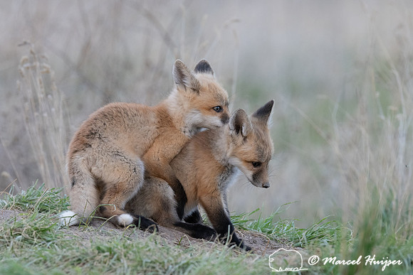 Red fox (Vulpes vulpes) kits, Montana, USA