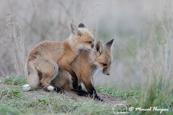 Red fox (Vulpes vulpes) kits, Montana, USA