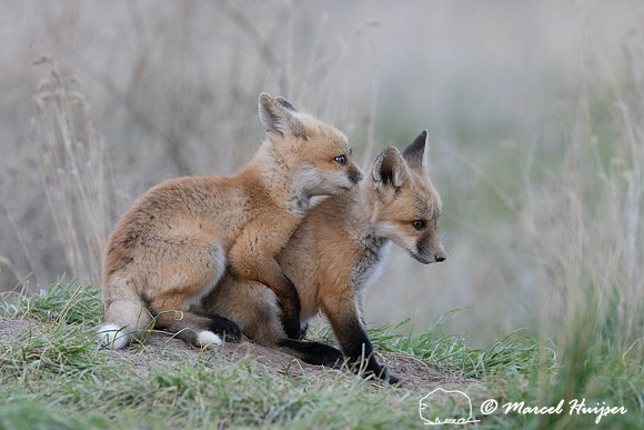 Red fox (Vulpes vulpes) kits, Montana, USA