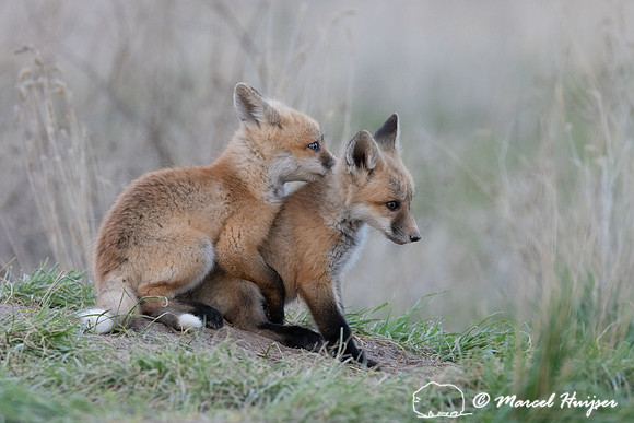 Red fox (Vulpes vulpes) kits, Montana, USA