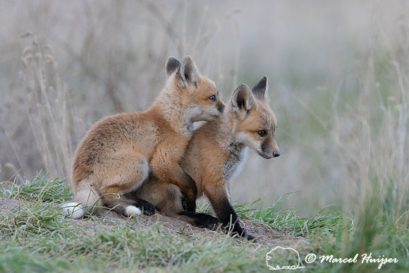 Red fox (Vulpes vulpes) kits, Montana, USA