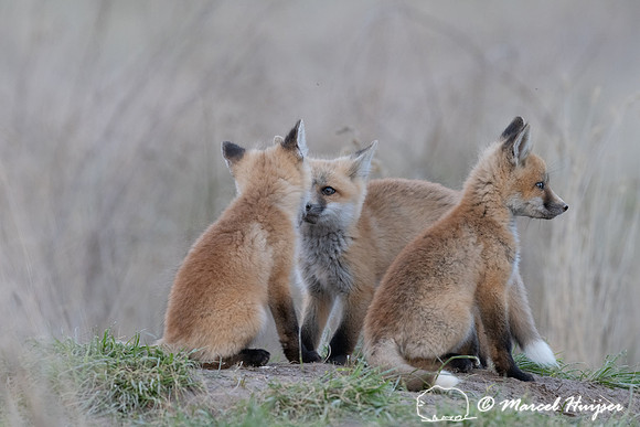 Red fox (Vulpes vulpes) kits, Montana, USA