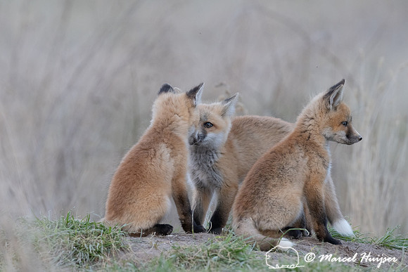 Red fox (Vulpes vulpes) kits, Montana, USA