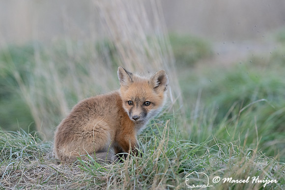 Red fox (Vulpes vulpes) kits, Montana, USA