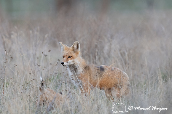 Red fox (Vulpes vulpes) female and kits, Montana, USA
