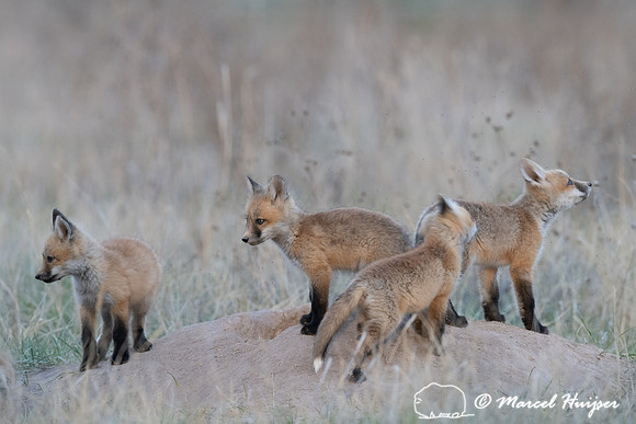 Red fox (Vulpes vulpes) kits, Montana, USA