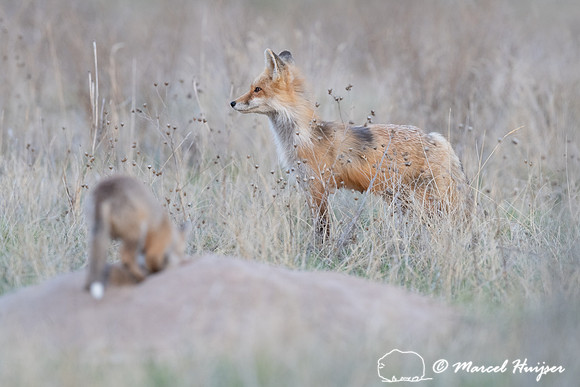 Red fox (Vulpes vulpes) female and kits, Montana, USA