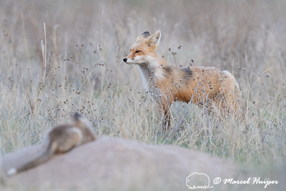 Red fox (Vulpes vulpes) female and kits, Montana, USA